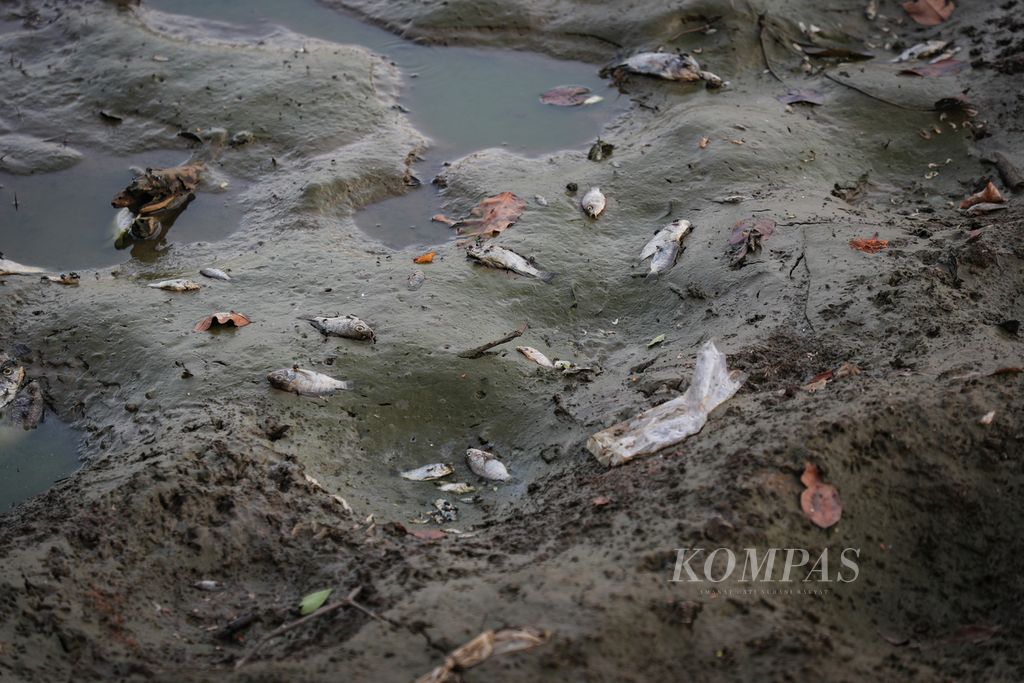 Ikan-ikan yang mati karena Danau Cinere mengering di Depok, Jawa Barat, Kamis (28/9/2023). Danau yang biasa mencapai kedalaman hingga 2 meter ini mengering karena musim kemarau panjang. Badan Meteorologi, Klimatologi, dan Geofisika (BMKG) telah memprediksi dampak titik puncak El Nino terjadi pada Agustus-September 2023.