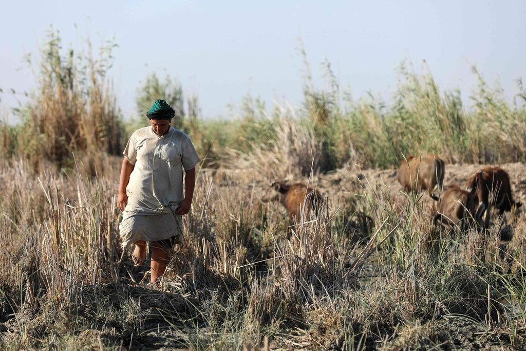 Mohammed Hamid Nour menggembalakan kawanan kerbaunya di rawa Chibayish yang mengering. Rawan Chibayish yang terletak di Provinsi Dhi Qar, Irak itu merupakan bagian dari rawa Mesopotamia. Foto diambil pada Jumat (23/6/2023).