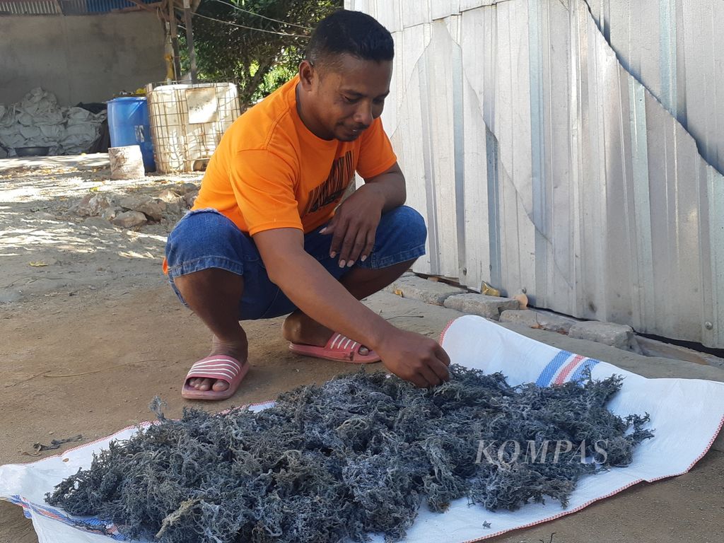 Warga membersihkan rumput laut di Pulau Lirang, Kabupaten Maluku Barat Daya, Maluku, Minggu (7/8/2022). Rumput laut mengungkit ekonomi warga setempat. Mereka menjualnya ke Kota Kupang, NTT. 