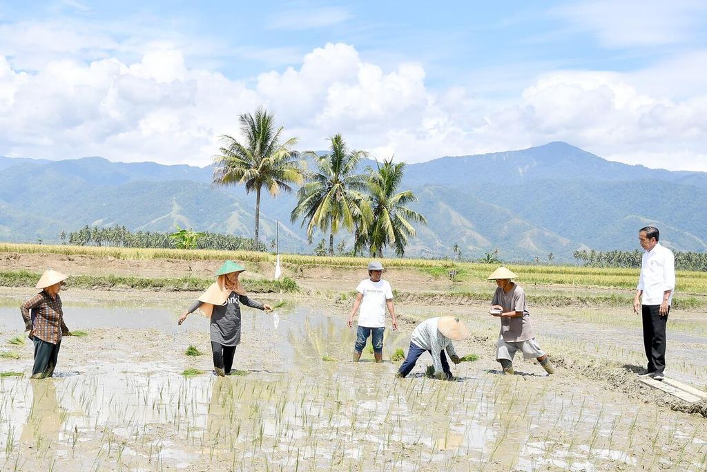 Presiden Joko Widodo berinteraksi dengan petani di Kabupaten Sigi yang baru akan memanen sawahnya di di Desa Pandere, Kecamatan Gumbasa, Kabupaten Sigi, Provinsi Sulawesi Tengah, Rabu (27/3/2024).