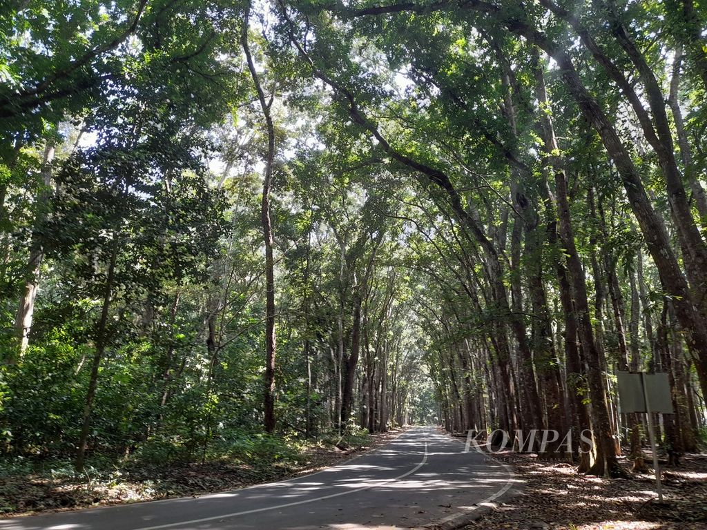 Jalan aspal membelah kawasan Taman Nasional Alas Purwo yang lebat dan berakhir di Pantai Pancur, Senin (23/5/2022).