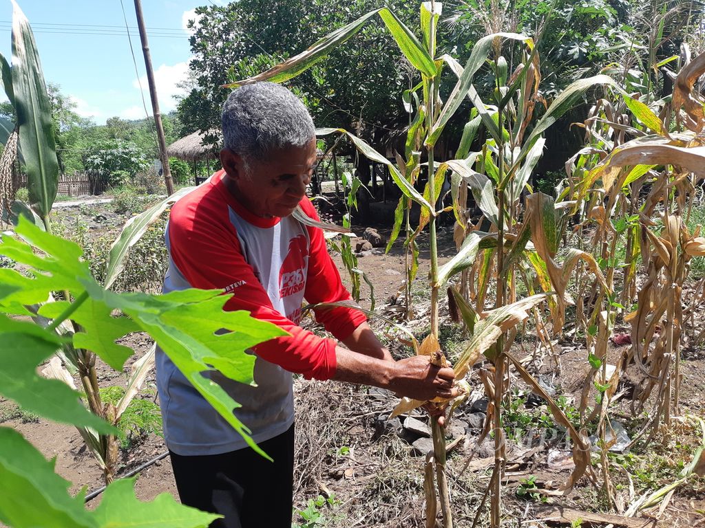 Kamilus Tupen Jumat memetik jagung di kebunnya, Bayolewung, Pulau Adonara, Kabupaten Flores Timur, Nusa Tenggara Timur, pada Rabu (5/4/2023). Kamilus merupakan pemilik sekaligus konseptor warung makan di tengah kebun.