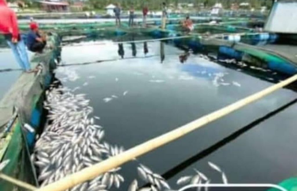 Puluhan ton ikan dalam keramba jaring apung di Danau Ranau, Kecamatan Lumbok Seminung, Kabupaten Lampung Barat, Lampung, mati mendadak sejak tiga hari terakhir.