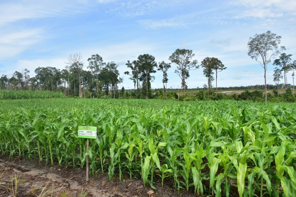Tanaman jagung kini ditanam di lahan seluas 600 hektar yang dulu ditanami singkong oleh pemerintah dalam program strategis nasional <i>food estate</i>. Foto diambil di sela-sela kunjungan Mentan Andi Amran Sulaiman pada 11 Desember 2023. 