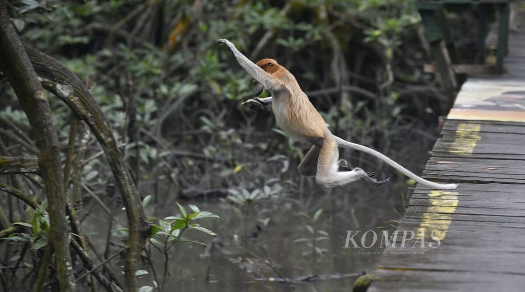 Seekor bekantan (<i>Nasalis larvatus</i>) melompat ke arah pepohonan di Kawasan Konservasi Mangrove dan Bekantan Tarakan, Kalimantan Utara, Senin (18/7/2022). 