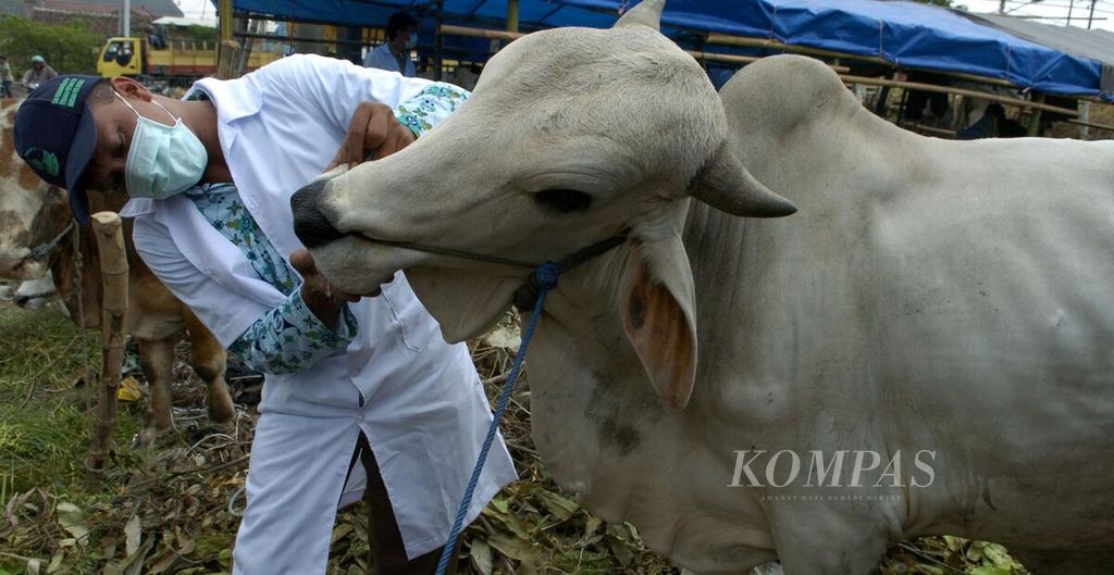 ILUSTRASI - Seorang dokter hewan sedang memeriksa kesehatan seekor sapi yang dijual di salah satu pusat penjualan hewan kurban di Surabaya, Jawa Timur, Senin (17/12/2007).