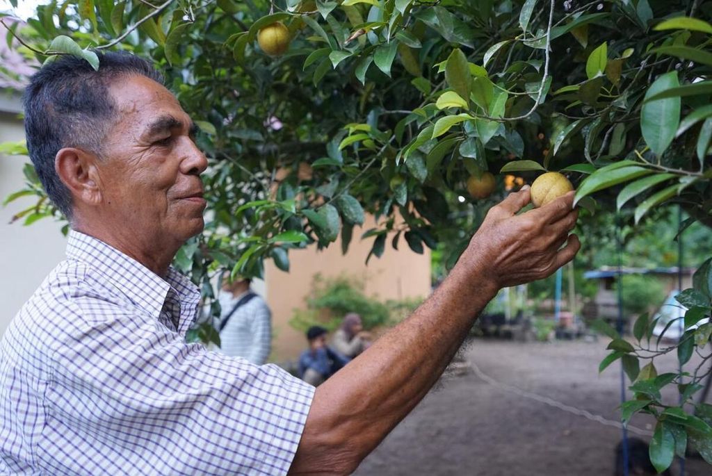 Seorang petani di Desa Pitu, Kabupaten Halmahera Utara, Maluku Utara, memetik buah pala, Kamis (2/8/2023).