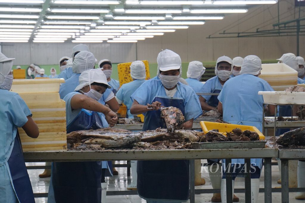 Pegawai di pabrik pengalengan ikan mengupas kulit ikan cakalang di PT Samudra Mandiri Sentosa, Bitung, Sulawesi Utara, Senin (17/2/2020). Utilisasi unit pengolahan ikan di Bitung hanya mencapai 20 persen dari total 1.440 ton per hari.