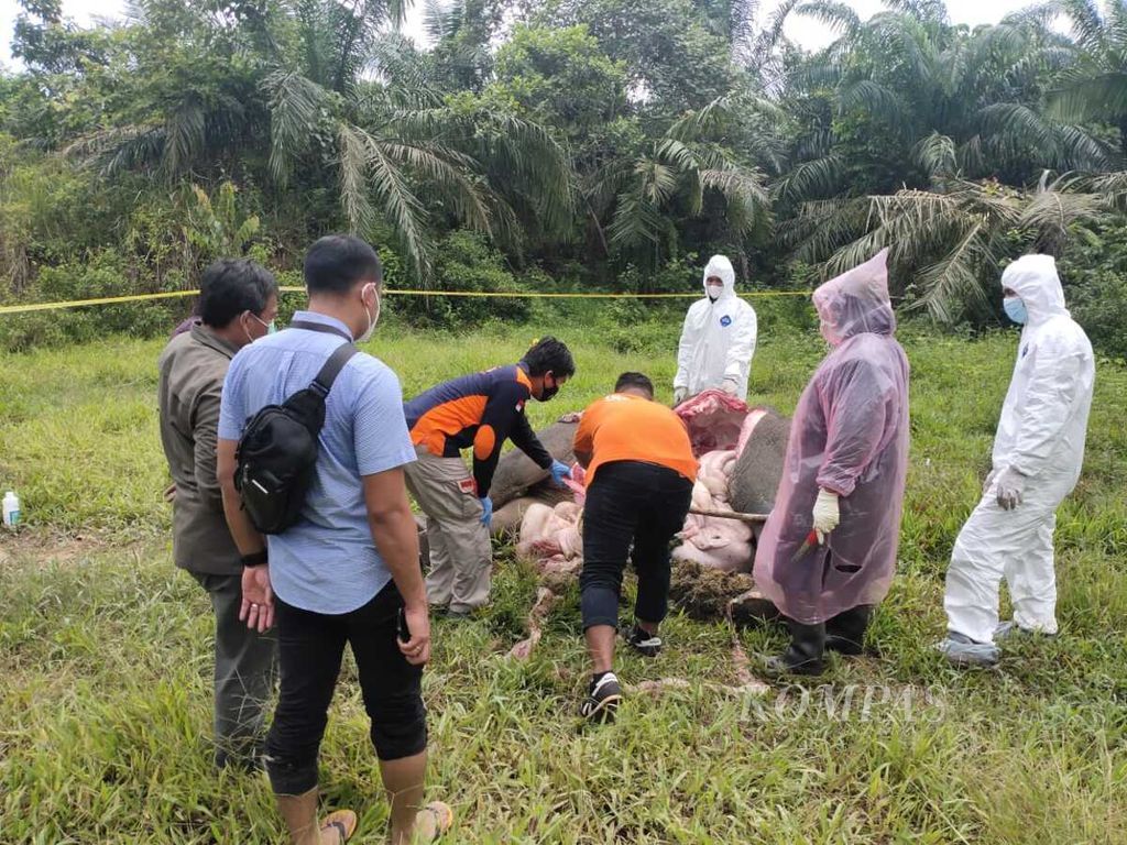 Tim medis Balai Konservasi Sumber Daya Alam (BKSDA) Aceh melakukan nekropsi gajah sumatra yang mati di perkebunan sawit di Desa Jambo Reuhat, Kecamatan Banda Alam, Kabupaten Aceh Timur, Provinsi Aceh, Senin (12/7/2021).