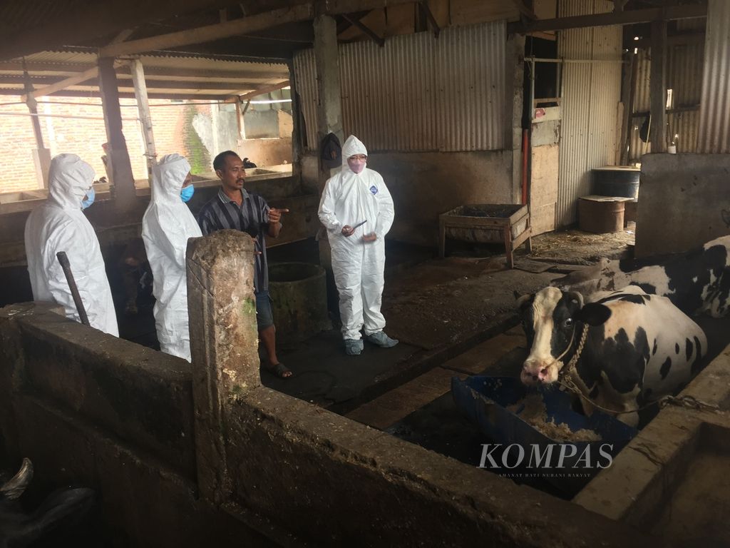 Tim kesehatan meninjau peternakan sapi yang terserang wabah penyakit mulut dan kuku di Geluran, Taman, Sidoarjo, Jawa Timur, Selasa (10/5/2022). 