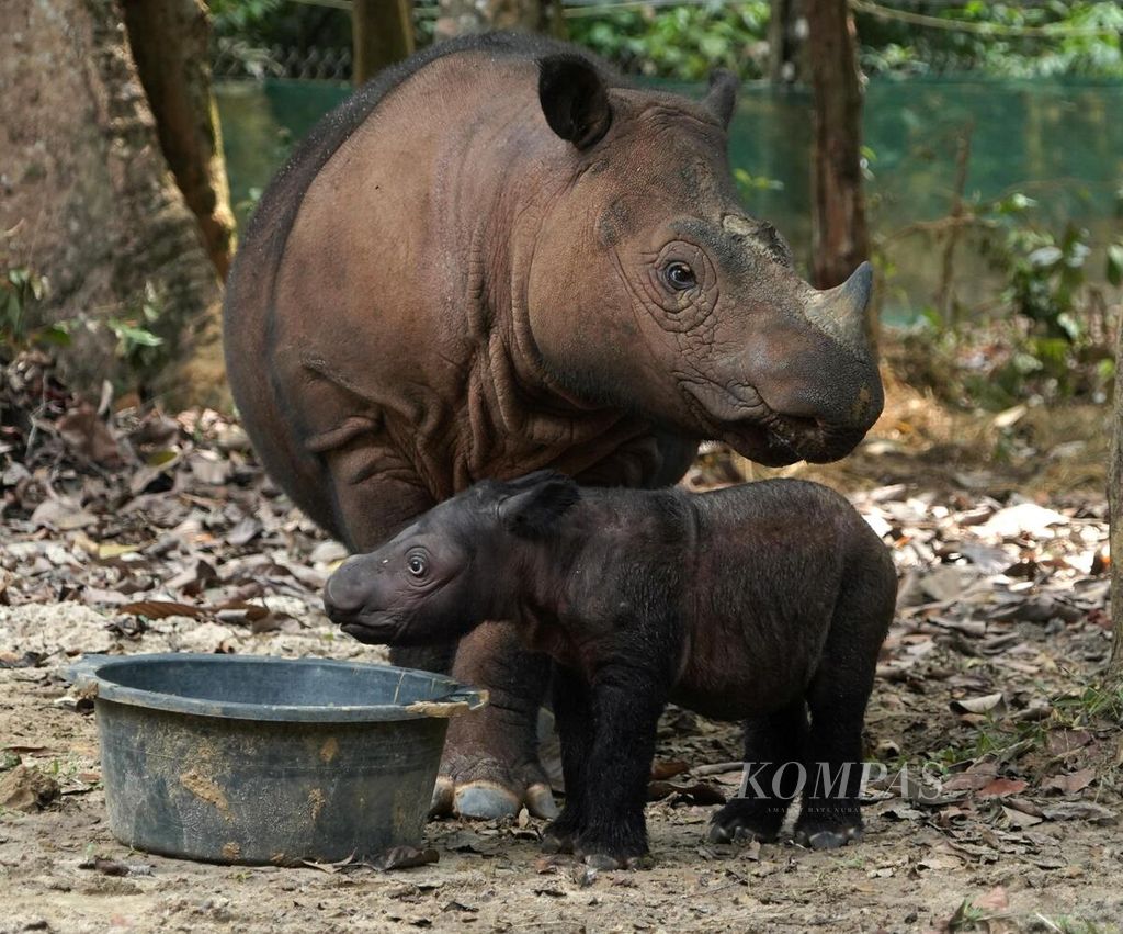 Badak sumatera (<i>Dicerorhinus sumatrensis</i>) bernama Ratu bermain dengan anaknya di kandang perawatan khusus di Suaka Rhino Sumatera di kawasan Taman Nasional Way Kambas, Lampung Timur, Sabtu (7/10/2023). 