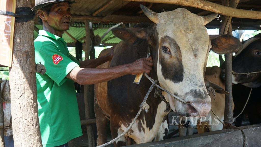 Seorang peternak di Palembang, Sumatera Selatan,  menunjukkan sapi yang diternaknya, Selasa (28/6/2022). Sapi tersebut telah dipesan untuk hewan kurban pada saat Idul Adha.