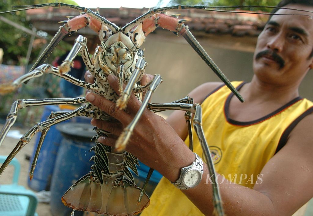 Warga Pulau Bawean, Mei 2007, menunjukkan lobster tangkapan nelayan setempat di pengepul sebelum dibawa ke Surabaya dan kemudian diekspor ke luar negeri. 