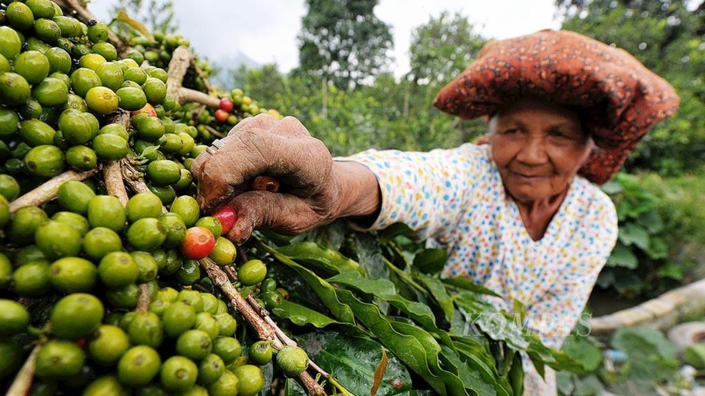 Petani memetik biji kopi merah.