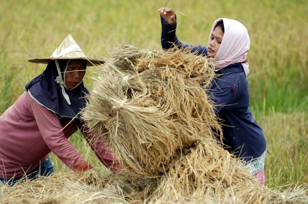 Dua perempuan menumpuk padi yang telah dipanen sebelum dirontokkan dengan mesin perontok padi di sawah mereka di daerah Jangka, Kabupaten Bireuen, Aceh, tahun 2003.