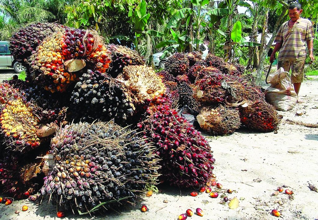 Ilustrasi kelapa sawit.