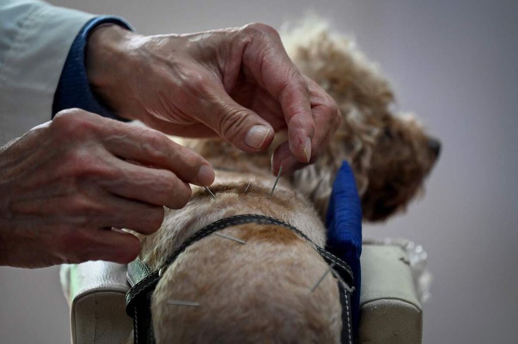 Seekor anjing menjalani pengobatan akupunktur di sebuah klinik perawatan hewan di Beijing, China, 12 April 2022.