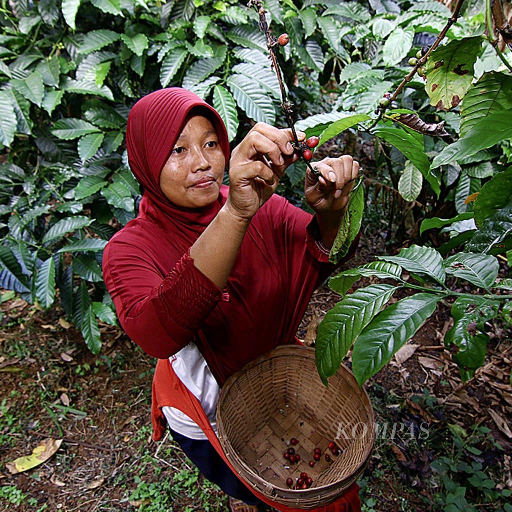 Sulastri (40), petani kopi di Dusun Wonosari, Desa Sukodono, Kecamatan Dampit, Kabupaten Malang, memanen kopi dengan memetik buah yang berwarna merah di kebunnya di Kabupaten Malang, Minggu (21/5/2017).