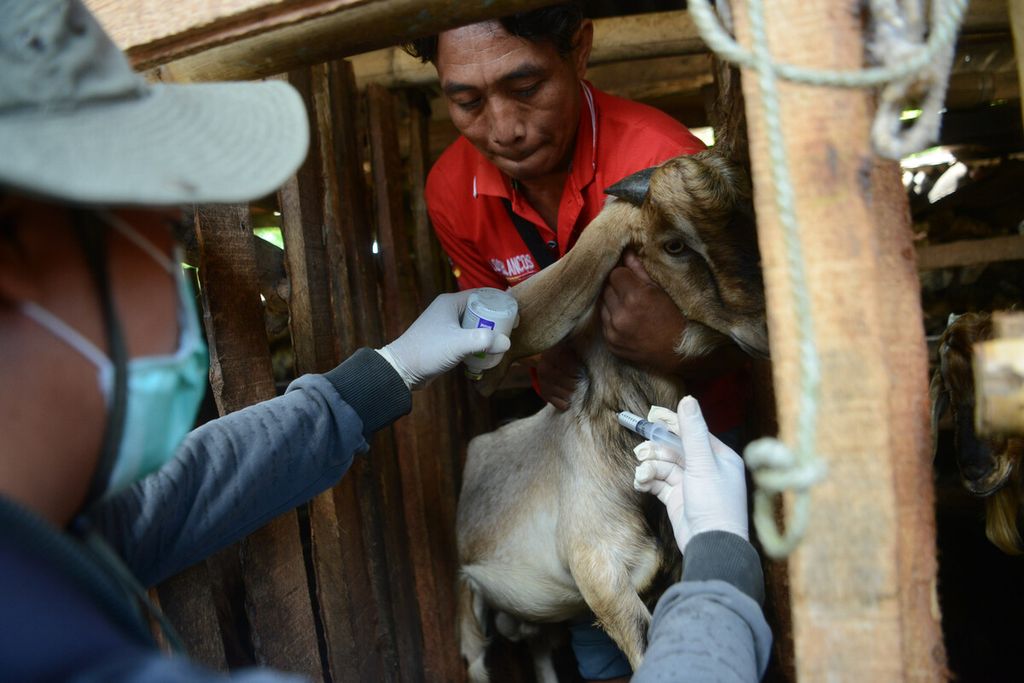 Petugas menyuntikkan vaksin antraks pada tubuh kambing ternak di Desa Dadapayu, Kecamatan Semanu, Kabupaten Gunungkidul, DI Yogyakarta, Rabu (22/1/2020). 