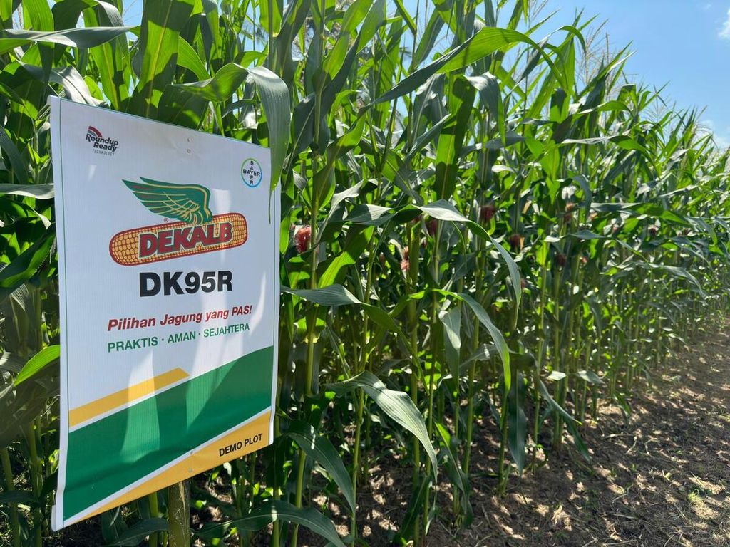 The DEKALB DK95R biotech corn seed launched by Bayer in Dompu, West Nusa Tenggara, on Wednesday (7/26/2023).