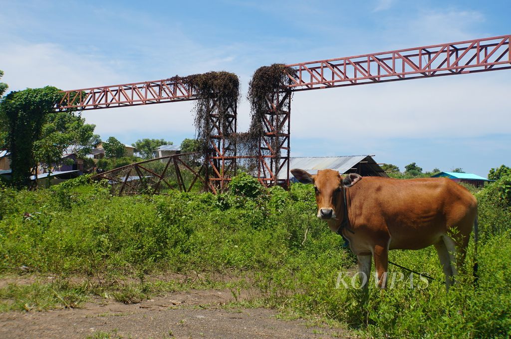 Seekor sapi mencari makan di semak belukar yang tumbuh di ujung jalan poros sepanjang 400 meter di Kawasan Ekonomi Khusus (KEK) Bitung di Kelurahan Sagerat, Matuari, Bitung, Sulawesi Utara, 17 Juli 2020. KEK tersebut, yang diresmikan pada 1 April 2019 oleh Presiden Joko Widodo.