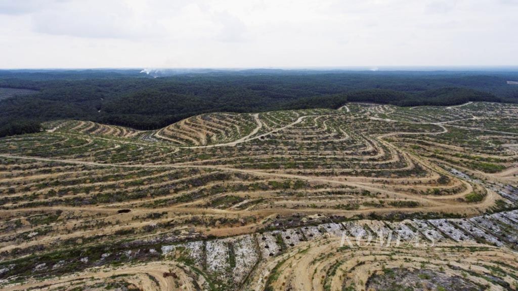 Ratusan hektar lahan mulai ditanami kelapa sawit di kawasan Maredan, Kabupaten Siak, Riau.