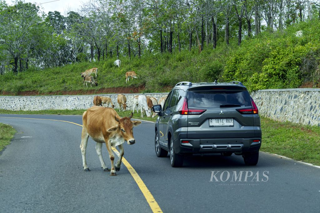 New Mitsubishi Xpander Cross menghindari gerombolan sapi yang melintas di jalur lintas selatan Jawa Barat di kawasan Cibalong, Kabupaten Garut, Jawa Barat, Jumat (23/6/2023). 