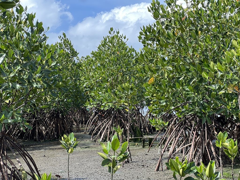 Hutan mangrove di Desa Bulu Cindae, Pangkajene Kepulauan, Sulawesi Selatan, Senin (5/12/2023).