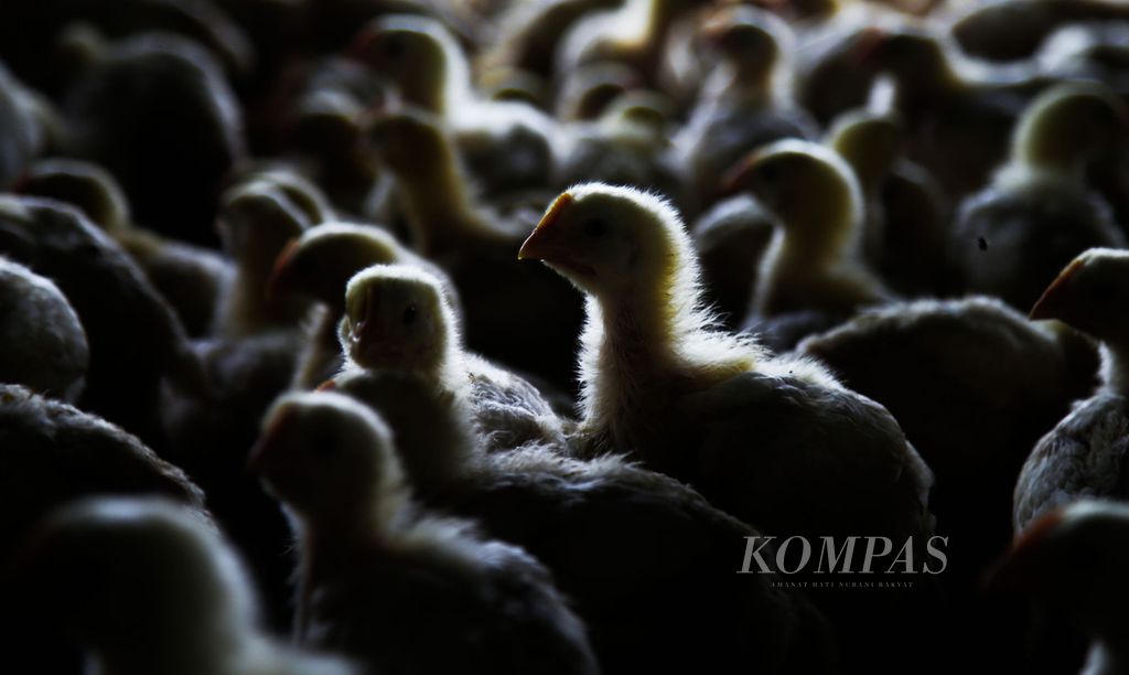 Ribuan anakan ayam broiler milik Abbas (45), peternak ayam pedaging di kawasan Kampung Kandang, Depok, Jawa Barat, Selasa (28/4/2020). 