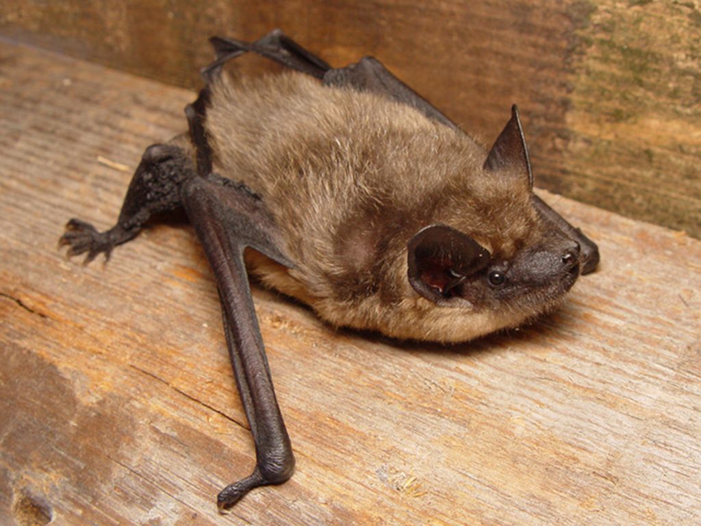 The bat <i>serotinus</i> or <i>Eptesicus serotinus</i> is crawling on a wooden plank.