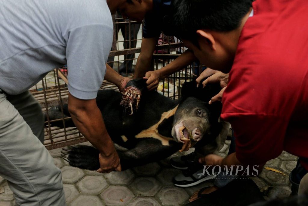 Beruang madu yang kaki kanan depannya nyaris putus dievakuasi ke Fakultas Kedokteran Hewan Universitas Syiah Kuala, Banda Aceh, Aceh, untuk mendapatkan perawatan medis, Jumat (28/4/2017). Beruang tersebut meregang nyawa akibat terkena jerat yang dipasang warga di Simpang Kramat, Aceh Utara.