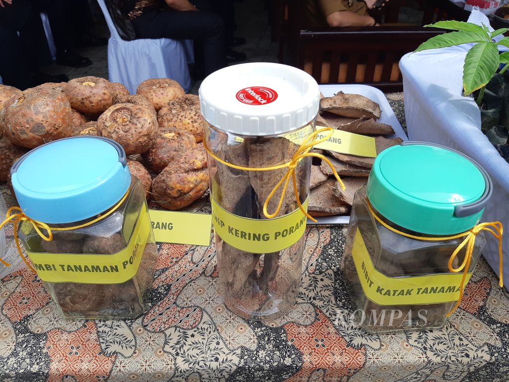 Umbi porang dan olahannya diperlihatkan dalam acara pelepasan ekspor perdana komoditas porang asal Balangan ke Jepang di halaman Kantor Balai Karantina Pertanian Kelas 1 Banjarmasin, Kalimantan Selatan, Senin (12/4/2021).