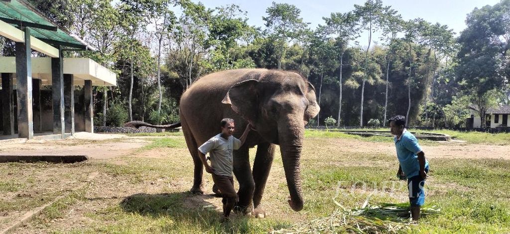 Didampingi dua pawang, gajah bernama Eca berjalan-jalan di area kandang di Taman Wisata Candi Borobudur, Kabupaten Magelang, Jawa Tengah, Rabu (14/6/2023). Bersama empat gajah lainnya, Eca akan dipindahkan untuk menghuni kebun binatang.