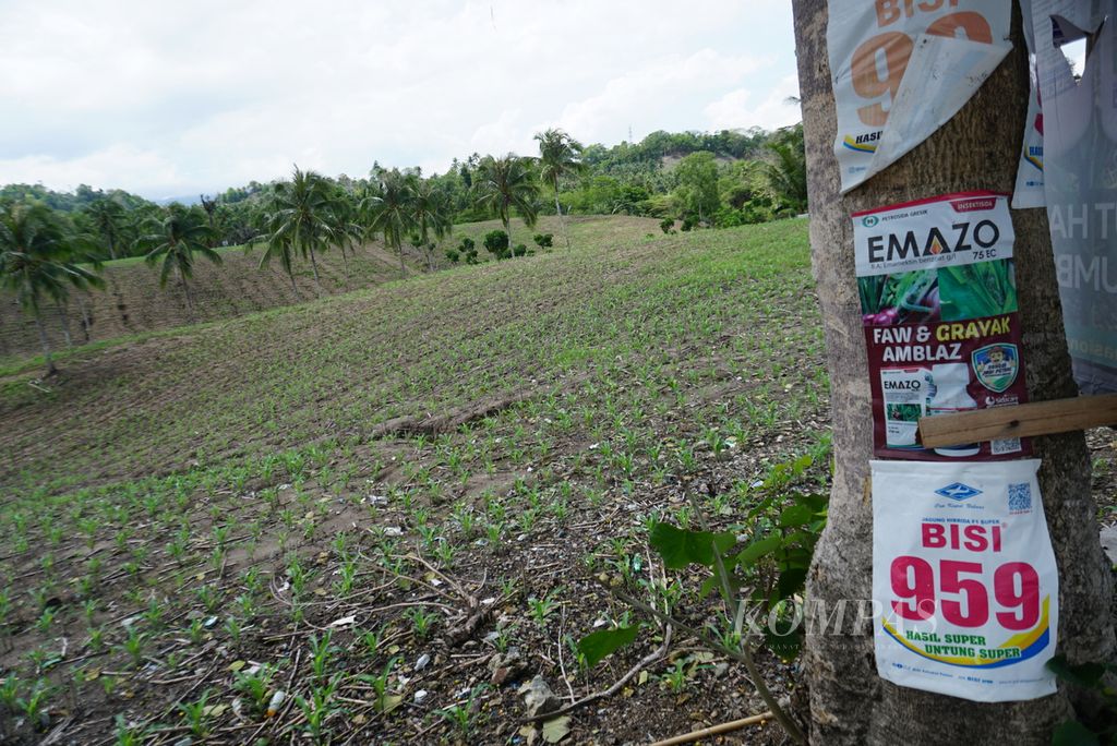 Poster-poster iklan bibit jagung hibrida dan obat pembasmi rumput terpasang di sebuah pohon yang berdiri di samping hamparan kebun yang ditanami bibit jagung hibrida di Kecamatan Pulubala, Kabupaten Gorontalo, Provinsi Gorontalo, Kamis (30/11/2023). 