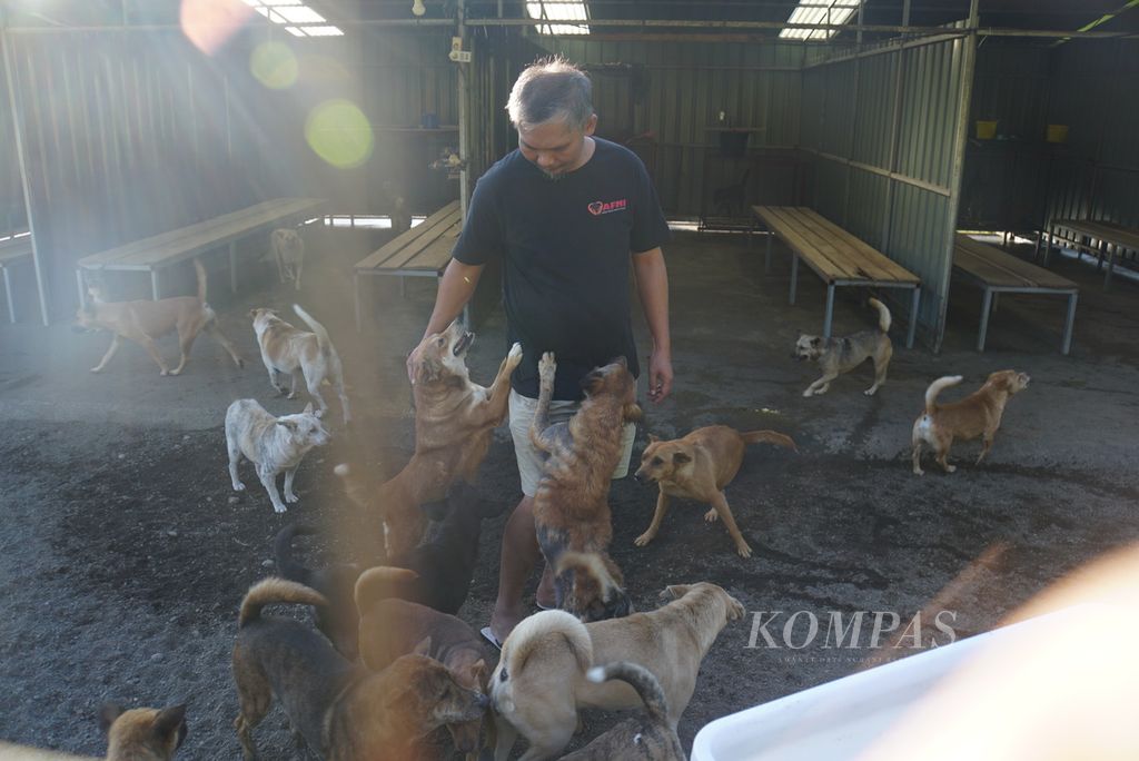 Frank Delano Manus (43), Manajer Program Animal Friends Manado Indonesia (AFMI), bermain dengan anjing-anjing di tempat penampungan AFMI di Lahendong, Tomohon, Sulawesi Utara, pada Sabtu (29/7/2023) sore. 