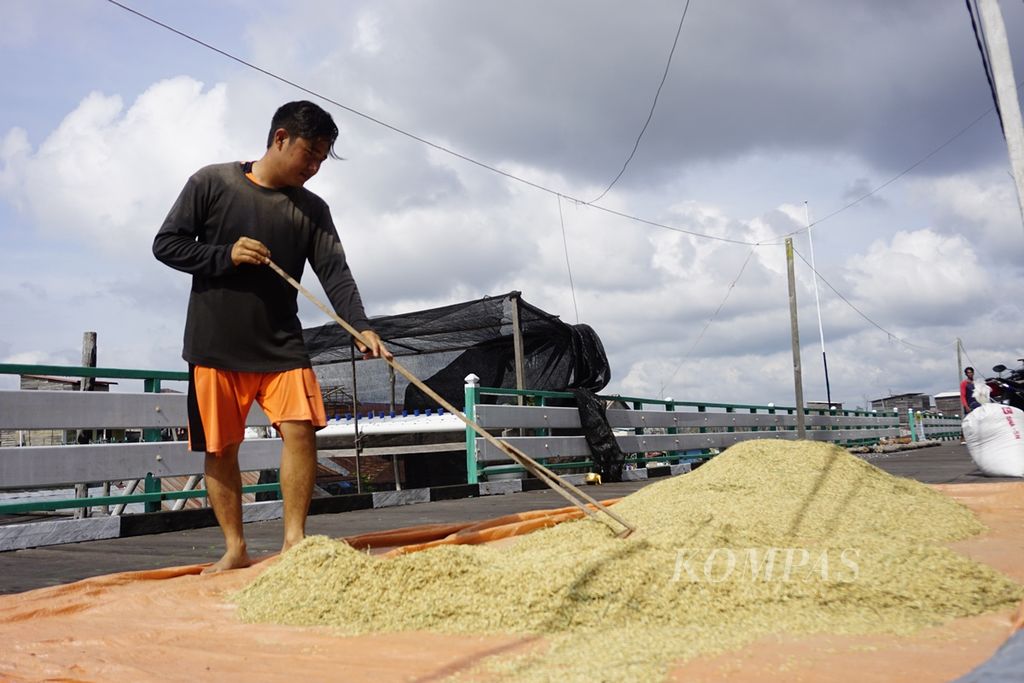 Ibrahim (26) menjemur gabah hasil panen padi yang ditanam di Danau Melintang kala surut di Desa Muara Enggelam, Kecamatan Muara Wis, Kutai Kartanegara, Kalimantan Timur, Minggu (24/11/2019).