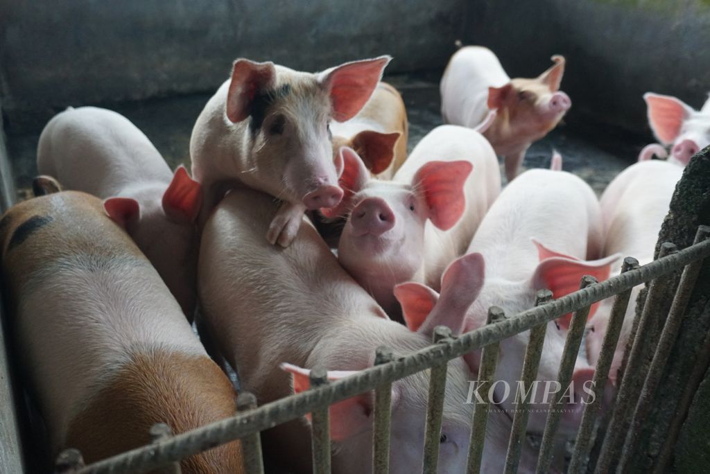 Babi ternak di Desa Tumaluntung, Minahasa Utara, Sulawesi Utara, Senin (4/7/2022).