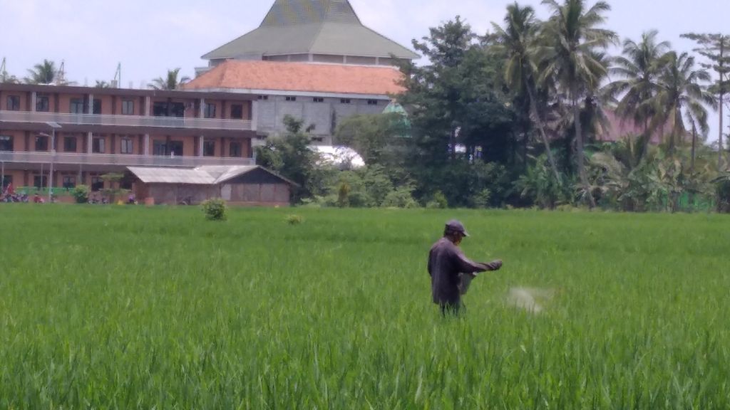 Seorang petani di daerah Jalan Lingkar Barat Kepanjen, Kabupaten Malang, Jawa Timur, Kamis (18/3/2021), tengah memupuk tanaman padi yang masih berumur beberapa pekan.