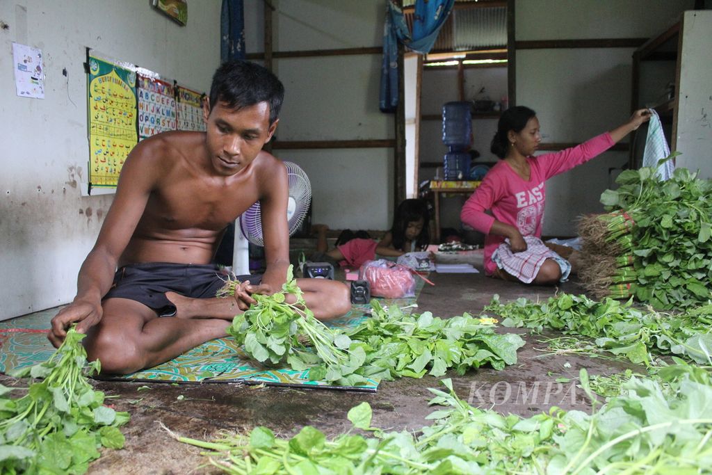 Deni Irmanto (32), petani sayur asal Kalampangan, Kota Palangka Raya, sedang menyiapkan sayuran yang ia panen dari kebunnya sendiri di belakang rumah pada Rabu (24/1/2024) lalu.