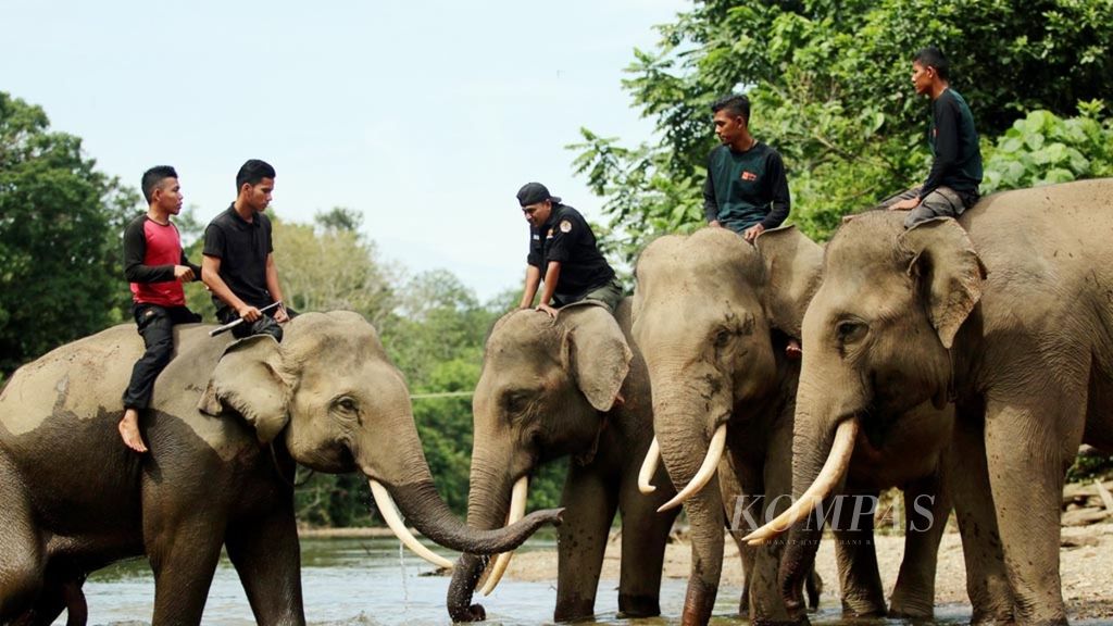 Para mahot (pawang gajah) sedang mengajak gajahnya untuk mandi di sungai yang berada di belakang CRU Sampoiniet di Gampong Ie Jeureungeh, Mukim Pante Purba, Kecamatan Sampoiniet, Kabupaten Aceh Jaya, Provinsi Aceh, Selasa (26/7).