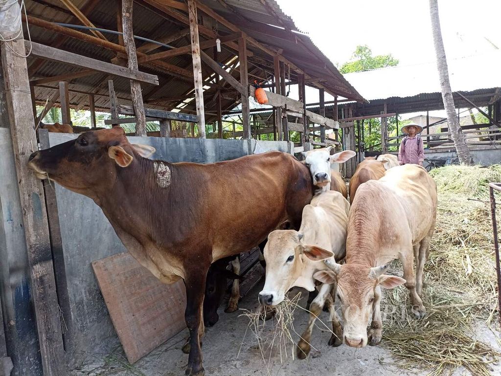 Peternak bersiap menggembalakan sapi di Desa Sampali, Kecamatan Percut Sei Tuan, Kabupaten Deli Serdang, Sumatera Utara, Kamis (26/5/2022). Minimnya sosialisasi membuat peternak masih menggembalakan ternak di tengah meluasnya penyakit mulut dan kuku di Sumut.