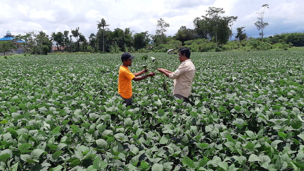 Mualim (41) petani edamame di Desa Ajung, Kecamatan Ajung, Jember menunjukkan tanamannya yang sudah berbuah kepala Direktur Estate PT GMIT Margo Waluyo, Sabtu (15/10/2022) 