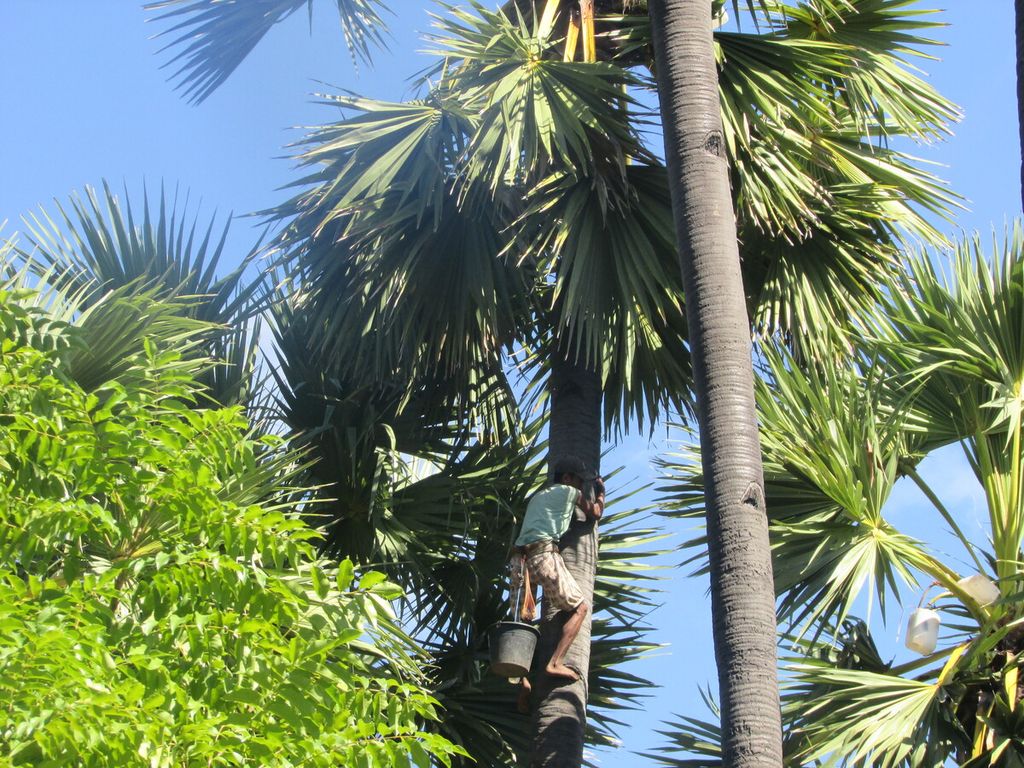 Hanes Henuk (53), warga Kelurahan Lasiana, Kota Kupang, turun dari pohon lontar dengan ketinggian sekitar 30 meter, dengan membawa ember di badan untuk menyimpan nira lontar yang akan diproses menjadi miras, gula air, gula lempeng, gula semut, dan lain-lain, Minggu (28/2/2021). 