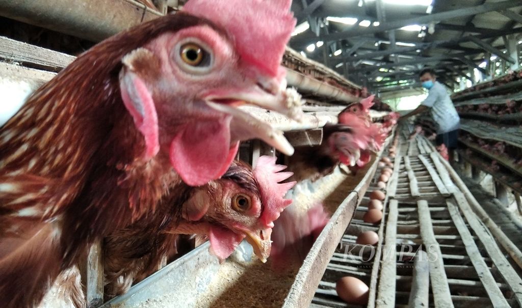 Seorang peternak ayam di Desa Pohgajih, Kecamatan Selorejo, Kabupaten Blitar, Jawa Timur, tengah memberi makan ayam, September 2020 lalu.