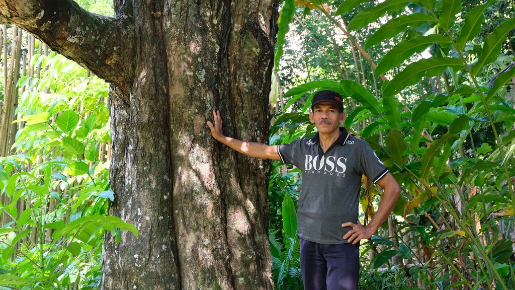 Ketua Komunitas Cengkeh Afo, Johar, di Ternate, Senin (13/6/2022). Ia berdiri di sebelah Cengkeh Afo III yang berusia sekitar 200 tahun sehingga diyakini sebagai pohon cengkeh tertua di dunia. Cengkeh Afo III merupakan bibit generasi ketiga dari pohon Cengkeh Afo I yang berusia 416 tahun. Cengkeh Afo I selamat dari pemusnahan pohon cengkeh massal oleh VOC dan sebelumnya menjadi pohon cengkeh tertua di dunia. Cengkeh Afo I mati pada tahun 2000.