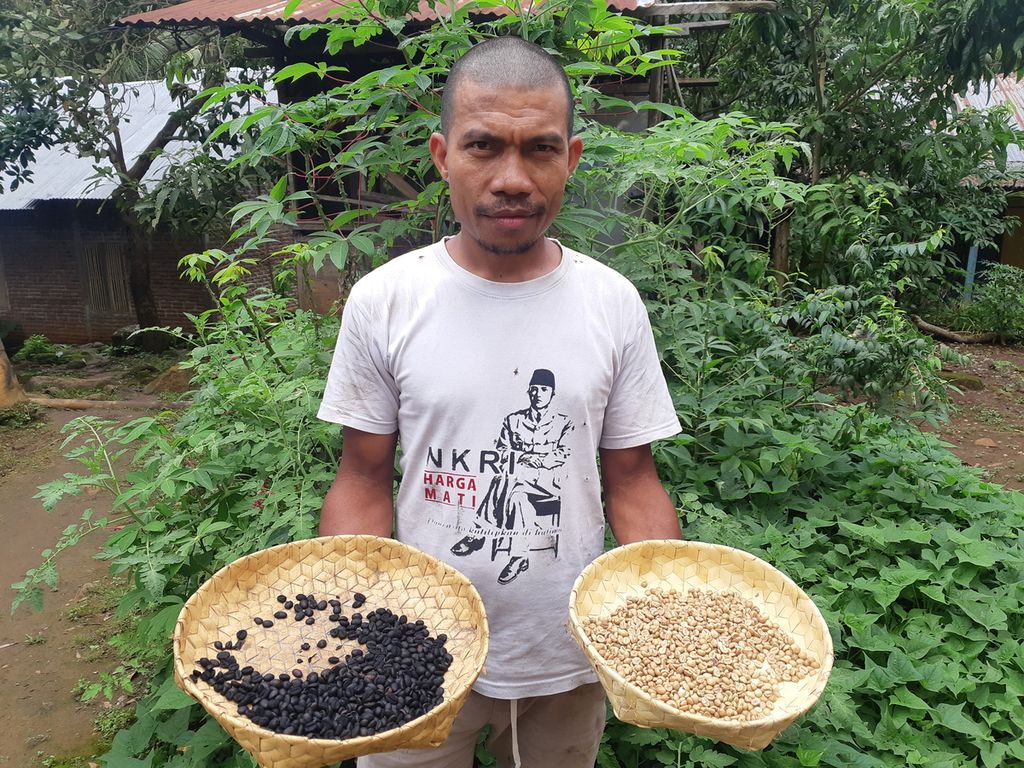 Yosep Makin (37) menunjukkan biji kopi sebelum dan sesudah disangrai di rumahnya, Kampung Leraboleng, Kecamatan Tite Hena, Kabupaten Flores Timur, Nusa Tenggara Timur, Kamis (6/4/2023).