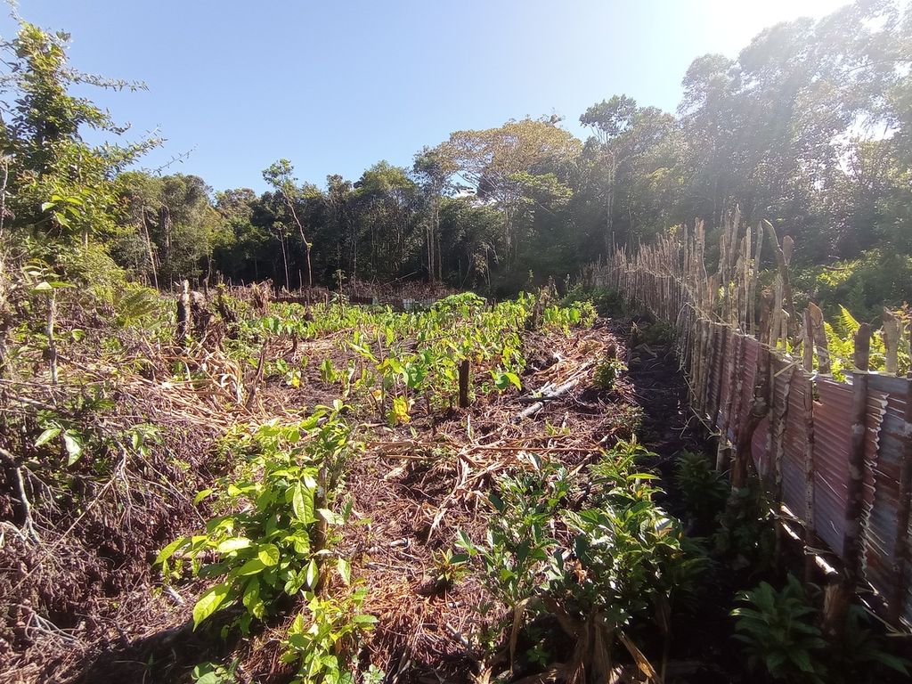 Setiap kebun milik warga Maybrat, Papua Barat dipagari dengan kayu dan seng supaya tidak dimasuki babi hutan yang merusak tanaman, Kamis (14/7/2022).
