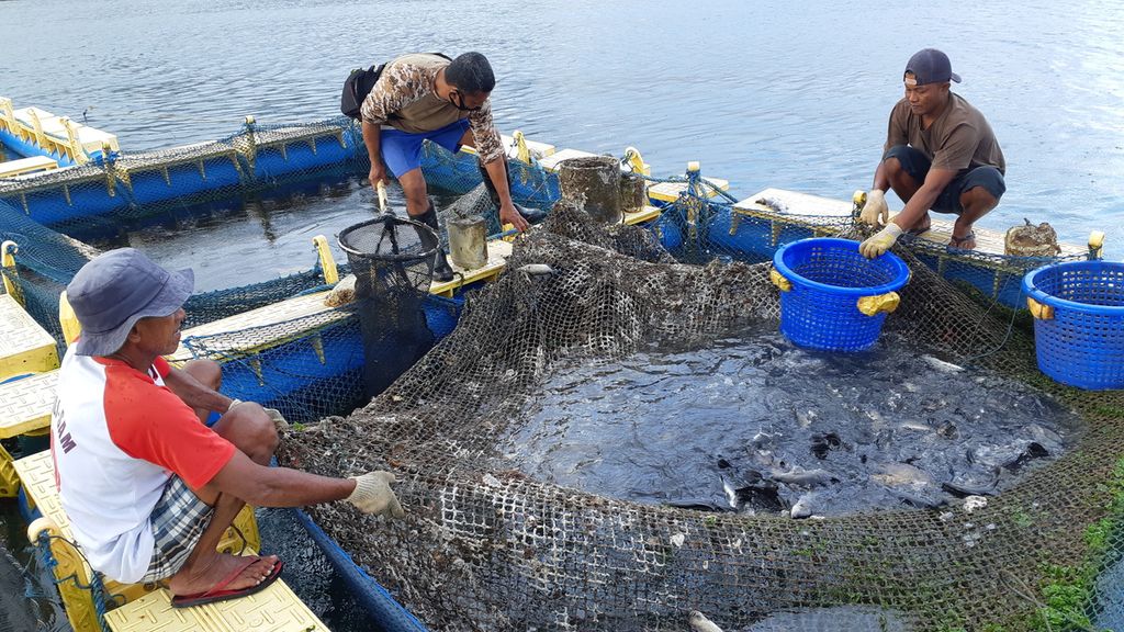Kelompok budidaya Botol Bekas di Ambon, Maluku, memanen ratusan kilogram ikan kakap putih. Ikan-ikan itu akan dikirim ke Jakarta untuk kebutuhan gizi pasien covid-19. Kelompok budidaya ini merupakan bagian dari Program Emas Biru Kodam XVI/Pattimura yang membudidayakan berbagai jenis ikan sejak akhir tahun 2015.