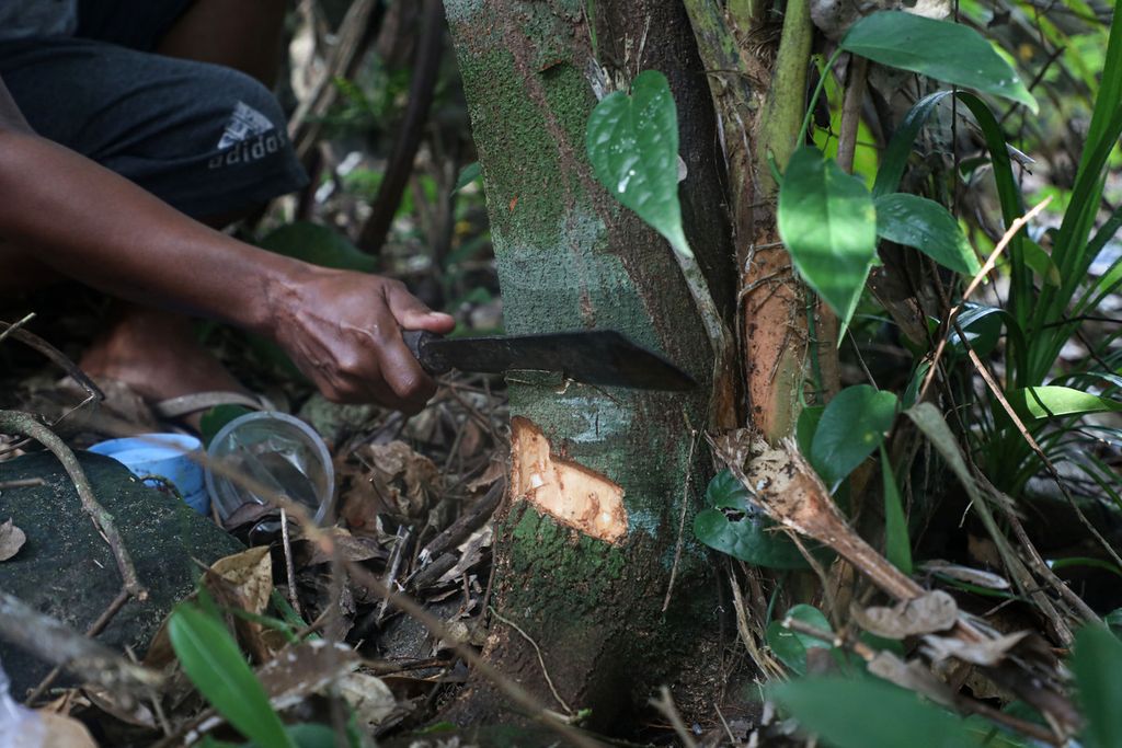 Mercy Kabes (42) mencoba menguliti pohon masoi (<i>Cryptocarya massoy</i>) di kebun miliknya di Kampung Wurkendik, Distrik Fakfak Barat, Kabupaten Fakfak, Papua Barat, Minggu (20/6/2021).