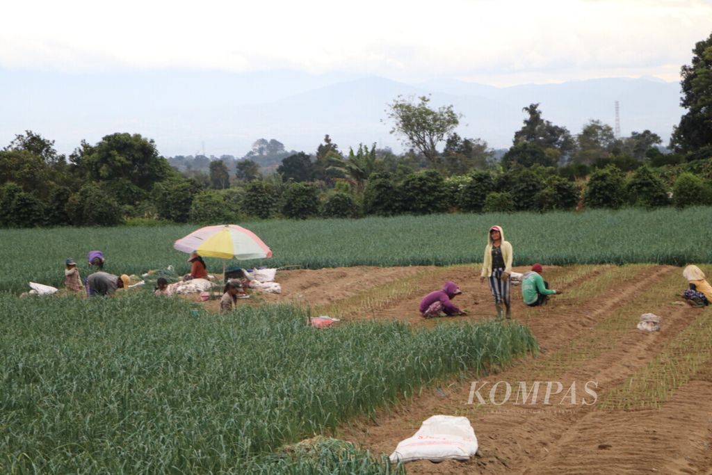 Petani bekerja di ladang sayur-sayuran di Kabupaten Karo, Sumatera Utara, Senin (10/8/2020). Sektor pertanian menjadi penopang pertumbuhan ekonomi Sumut.
